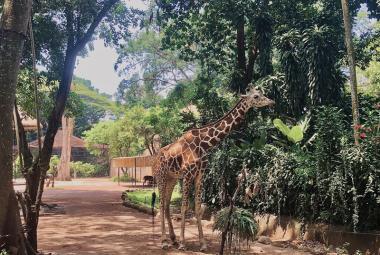 11 Reasons to Visit Bandung Zoo