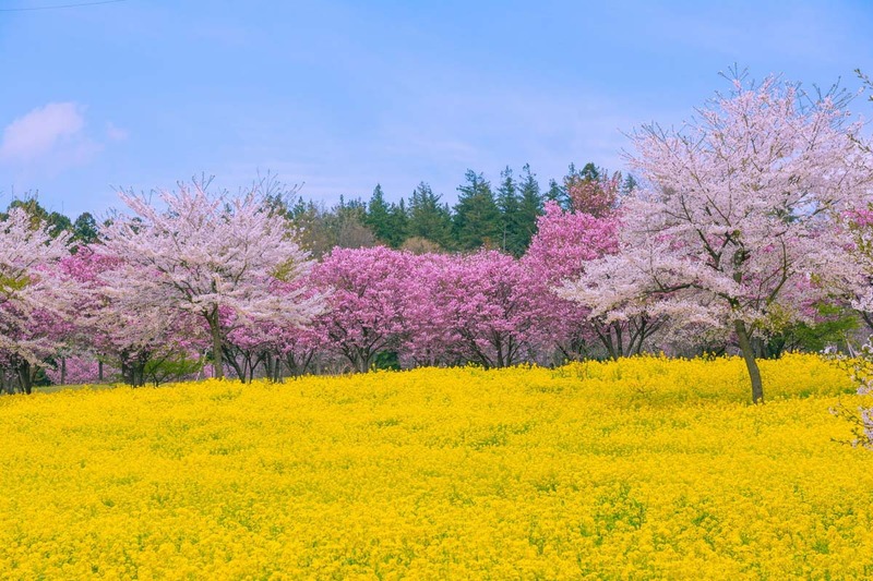 Where to Go During Cherry Blossom Season