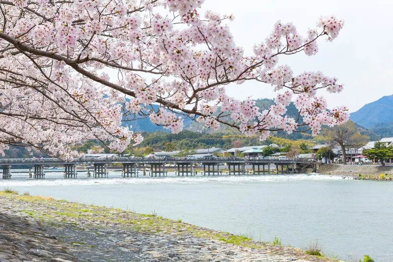 Where to Go During Cherry Blossom Season