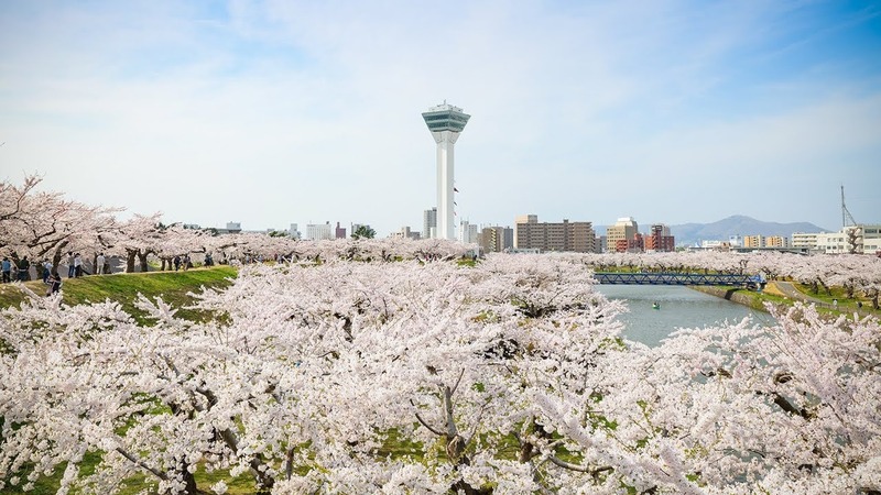 Where to Go During Cherry Blossom Season