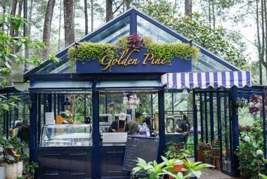 Golden Pine