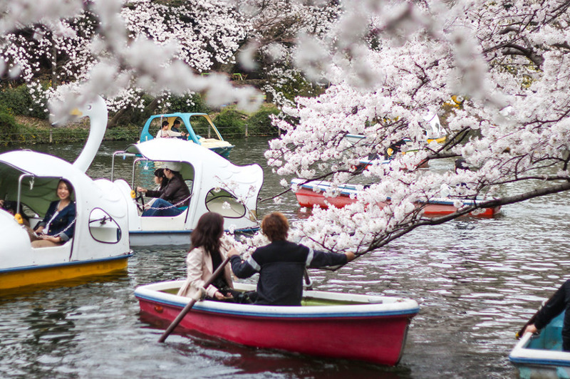 Where to Go During Cherry Blossom Season