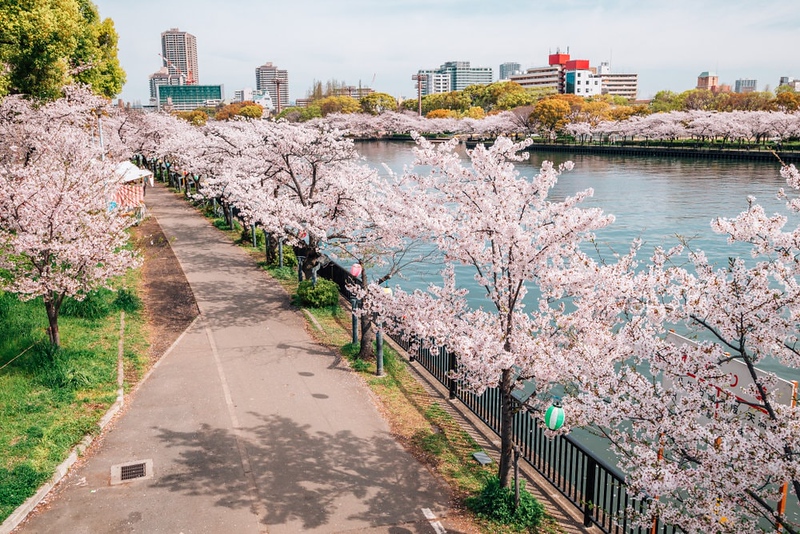 Where to Go During Cherry Blossom Season