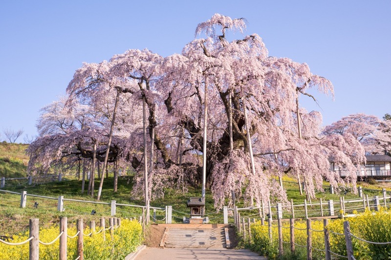 Where to Go During Cherry Blossom Season