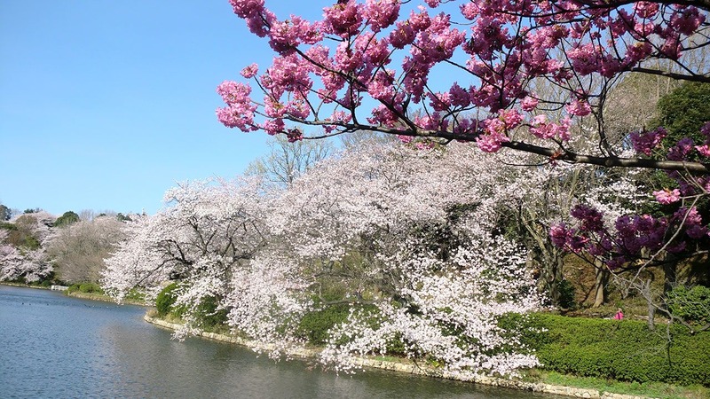 Where to Go During Cherry Blossom Season