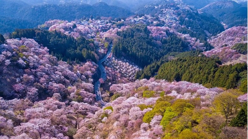 Where to Go During Cherry Blossom Seasonv