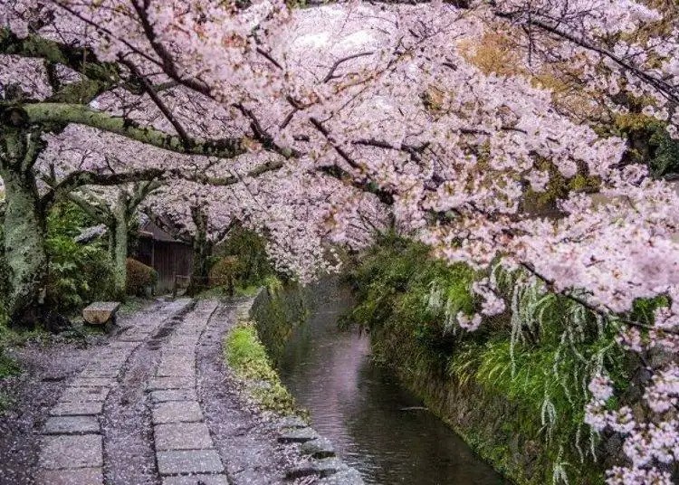 Where to Go During Cherry Blossom Season