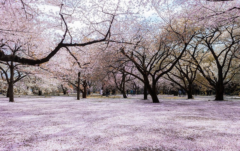Where to Go During Cherry Blossom Season