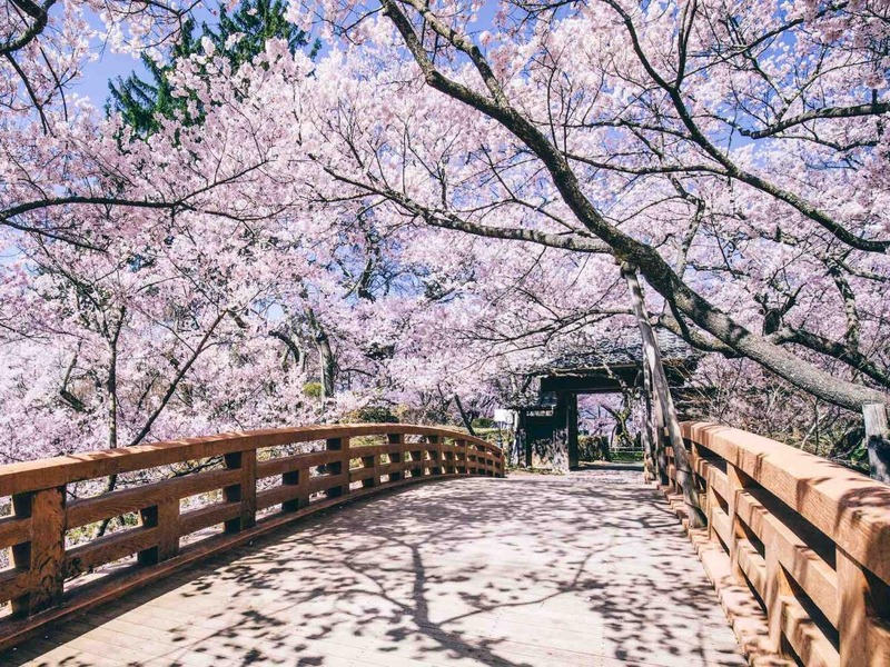 Where to Go During Cherry Blossom Season