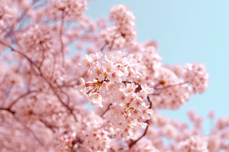 Where to Go During Cherry Blossom Season