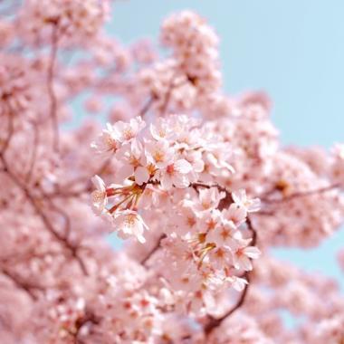 Where to Go During Cherry Blossom Season