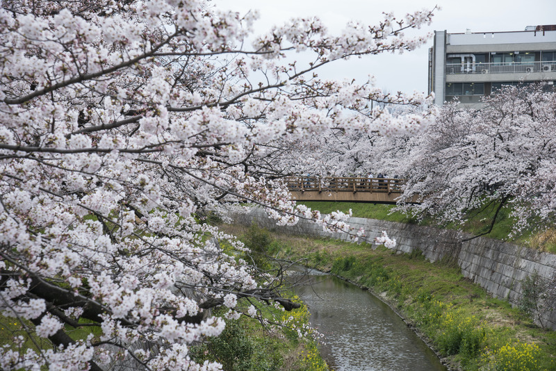 Where to Go During Cherry Blossom Season